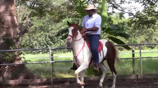 CABALLOS TROTADORES Y REPICADADORES  PINTOS FINCA CASAGÜA, DICIEMBRE 2020