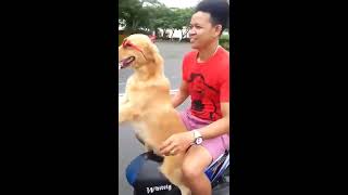 The dogs also can carry motorcyles by OhSEM TV Official 131 views 6 years ago 1 minute, 30 seconds