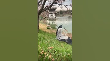 Did you see it coming?😲😲 #surprise #attack #heron