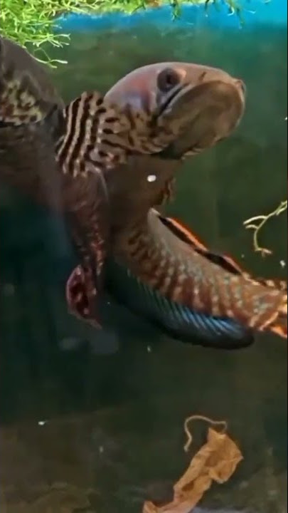 channa bleheri breeding #shortfish #shortsfish #viral #fish