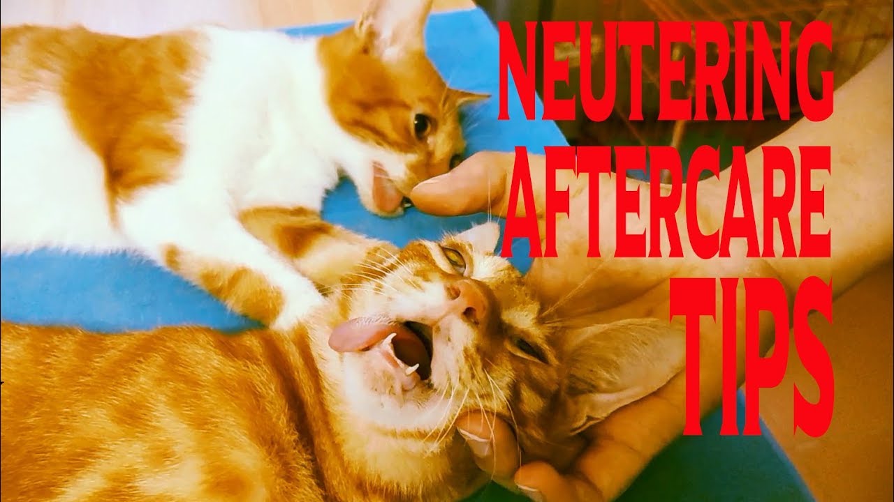 Cat neutering aftercaretips inside,things you should and shouldn't do