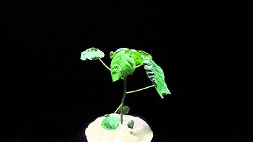 x4 Glufosinate (SOA 10) velvetleaf mid