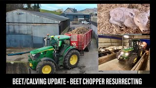 BEEF CATTLE - CALVING 24 BEGINS - BEET CHOPPER GETS ROLLED OUT
