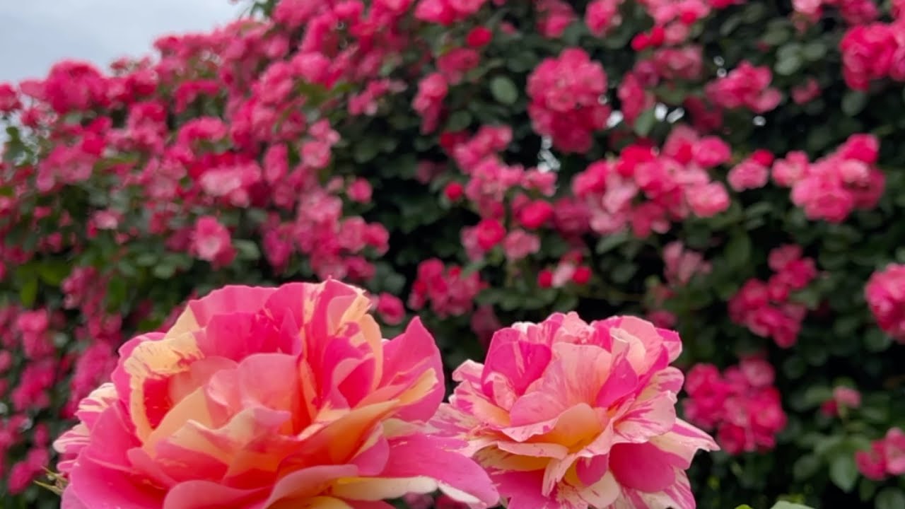 2024/05/19　超超超撮り頃です！　バラ園はっかい　その３　〜愛媛県宇和島市〜