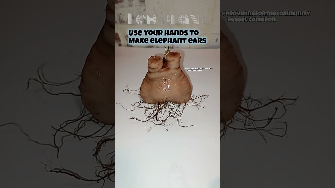 Use you hands to make elephant ears.