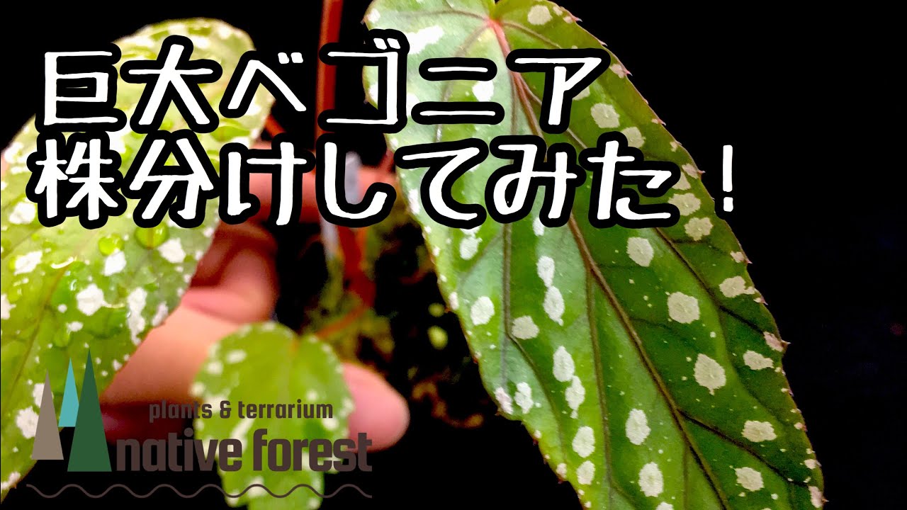 巨大ベゴニアを株分けしてみた - YouTube