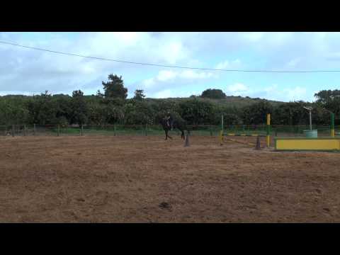 Carlos - a jumping horse, 9.January 2012