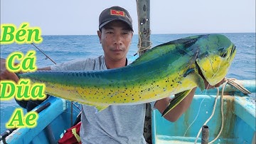 18 #...Cá Dũa Ăn Mà Không Có Mồi Sống....