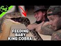 FEEDING BABY KING COBRA!!!(FT. TYLER NOLAN)