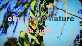 Ultimate Nature Relaxing -4k cinematic nature video | shoot on Realme C53 🔥💖 screenshot 5