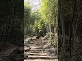 ASMR Bamboo Forest Walking: the Sound of a Rushing Creek & Rustling Leaves #asmr #bambooforest