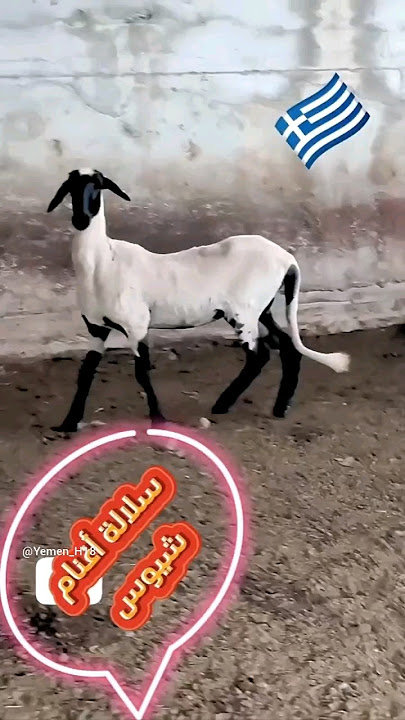 Download lagu معلومات عن سلالة اغنام شيوس 🇬🇷🐏 #chios #sheep #shorts