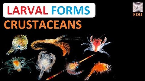 LARVAL FORMS - 1 Larval forms of Crustaceans (ZOOSQUARE)