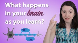 How Does Your Brain Learn? | #AlwaysCurious by Alex Dainis 38,663 views 5 years ago 5 minutes, 58 seconds