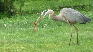 Blue Heron's Choice & Concentration Vs Chipmunk's Helplessness, June 10, 2019