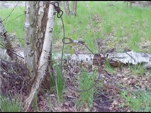 Video: Kako Se Borijo Proti Lovcem Na Kamčatki