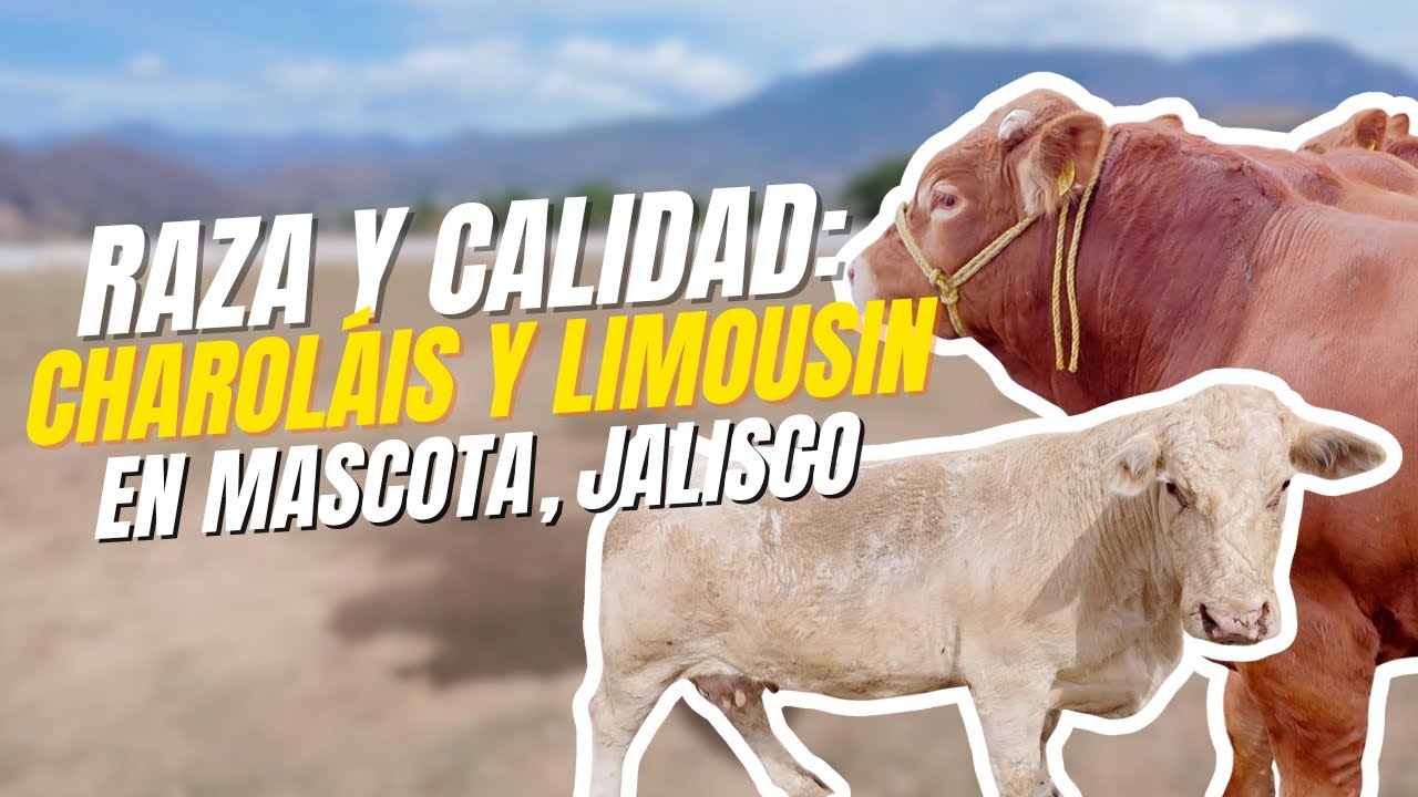 Tierra Fértil Tv- Charoláis y Limousin genética que transforma tu hato (17.01.26)