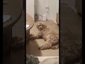 Lazy dog dog schnoodle