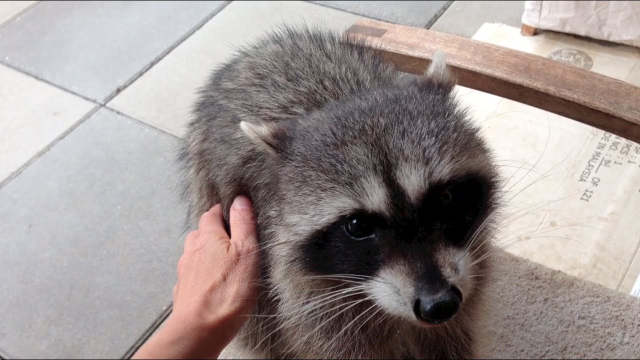 Midge the Tiny Friendly Raccoon - Part 7 - YouTube