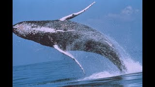 Facts: The Humpback Whale