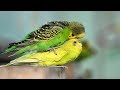 Budgies Parrots Mating Video | Budgies Breeding Season | Birds Love