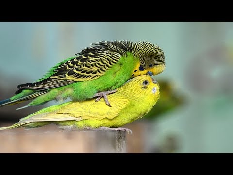 बुग्गी तोते संभोग | पक्षी संभोग | पंछी प्यार