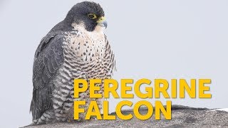 Peregrine Falcon screenshot 2