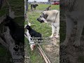 Its showtime when recon cat shows up at dusk with the lgd livestockguardiandog