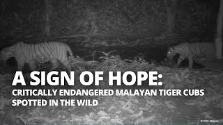 Endangered Tiger Cubs Spotted By Hidden Cameras