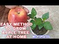 How to grow Apple tree from seed at home // घर पे सेब का पौधा कैसे उगाएं.. easy method