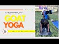 Goat Yoga - why not? (AZ Goat Yoga)