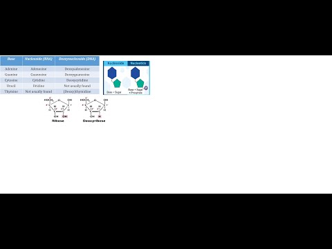 فيديو: ما هو اختصار deoxyguanosine-5'-diphosphate؟