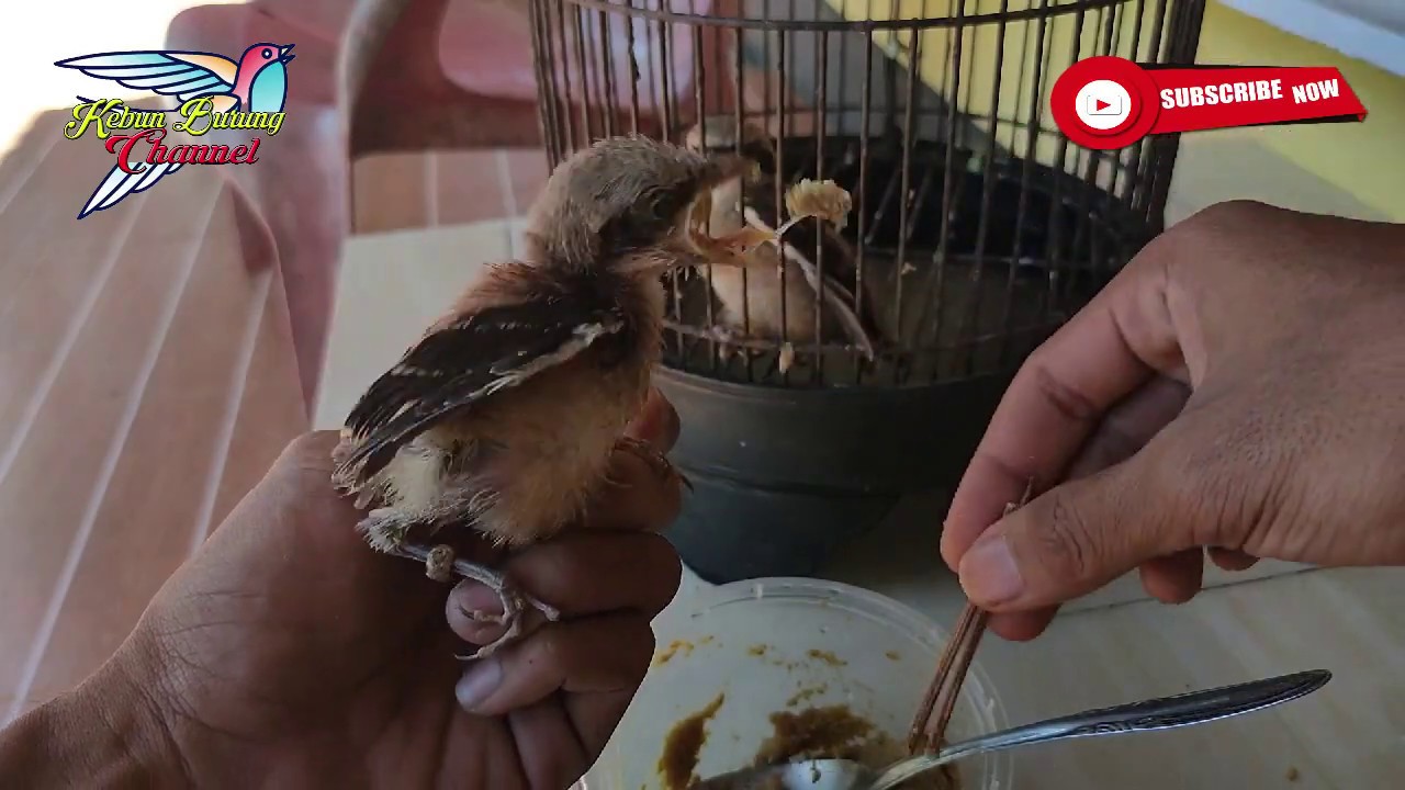 Kualitas Makanan Burung Cendet