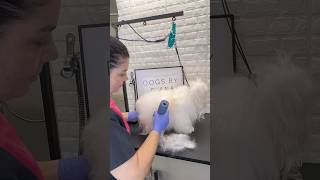 Maltese long hair trimming #maltese #doggroomingtips #doggroominglife