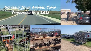Waverly Iowa Animal Swap Sep 18 2021