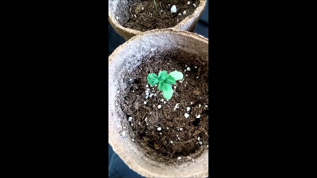 Week 17/Day 62 of flowering cannabis