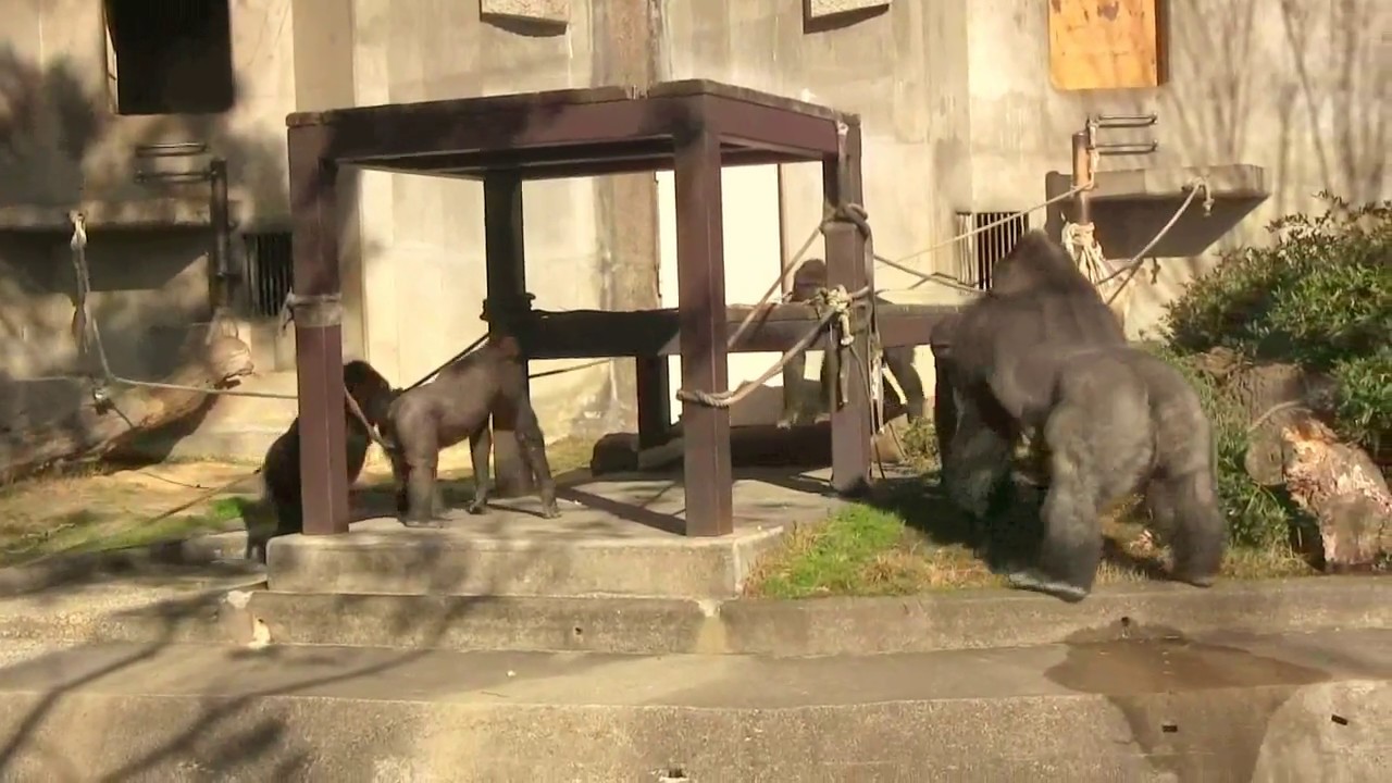 シャバーニ 嫁と娘の仲裁に奮闘 Shibani for wife's & daughter's arbitration