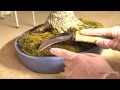[実技・米谷大蓉園　米谷洋平] 獅子頭盆栽の植え替え