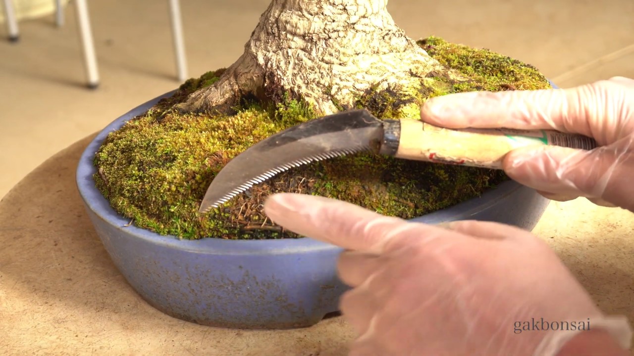 [実技・米谷大蓉園　米谷洋平] 獅子頭盆栽の植え替え