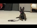 Dog Training San Marcos TX- Sam’s Basic Personal Protection Training Video 1 Dog Training San Marcos TX- Sam’s Basic Personal Protection Training Video 1