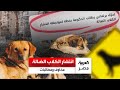 انتشار الكلاب الضالة بمصر تحقيق يكشف الجدل بين مطالبات بحق الإنسان في الأمان وحق الحيوان في الحياة 