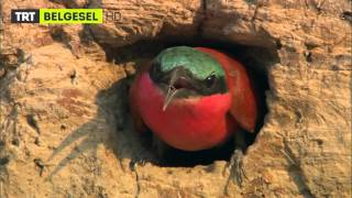 Hayvan Yuvaları - Kızıl Arı Kuşları Trt Belgesel