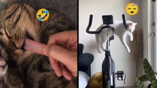 Must watch funny Cat Moments 3 🤣