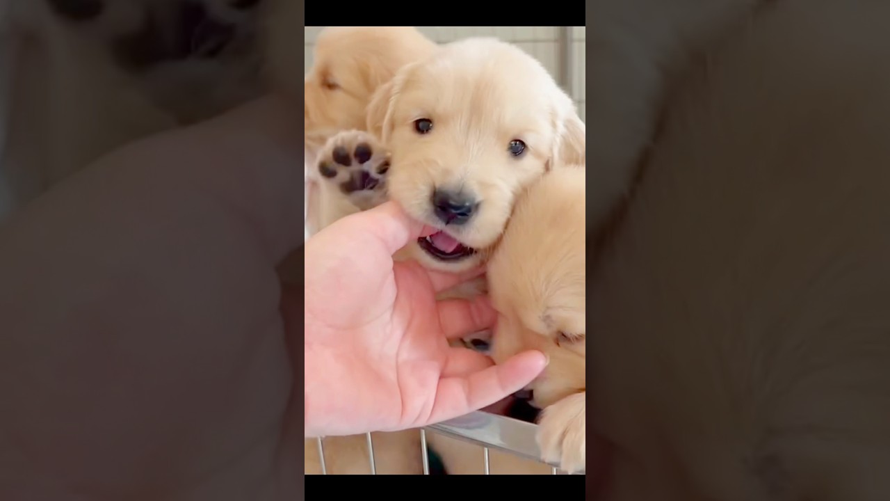 One year old #dog #golden retriever puppy #large dog #golden