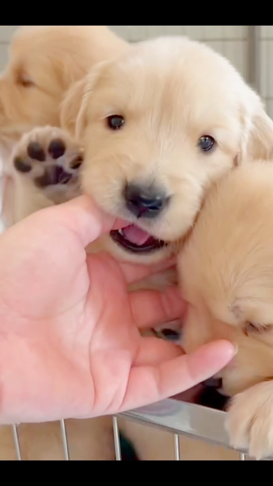 One year old #dog #golden retriever puppy #large dog #golden