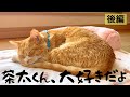 愛猫の命が尽きるその瞬間まで【後編】