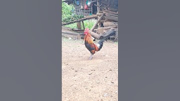 gà tơ đỉnh cao. qaib qus zoo nkauj tiag tiag