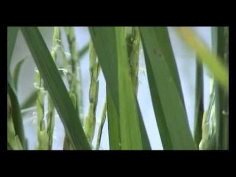 Video: Transgenerationales Gedächtnis Von Genexpressionsänderungen, Die Durch Schwermetallstress In Reis Induziert Werden (Oryza Sativa L.)