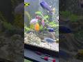 1 Severum with African cichlids #severum #africancichlids #shortsfeed #shortvideo #jamaican #cichlid