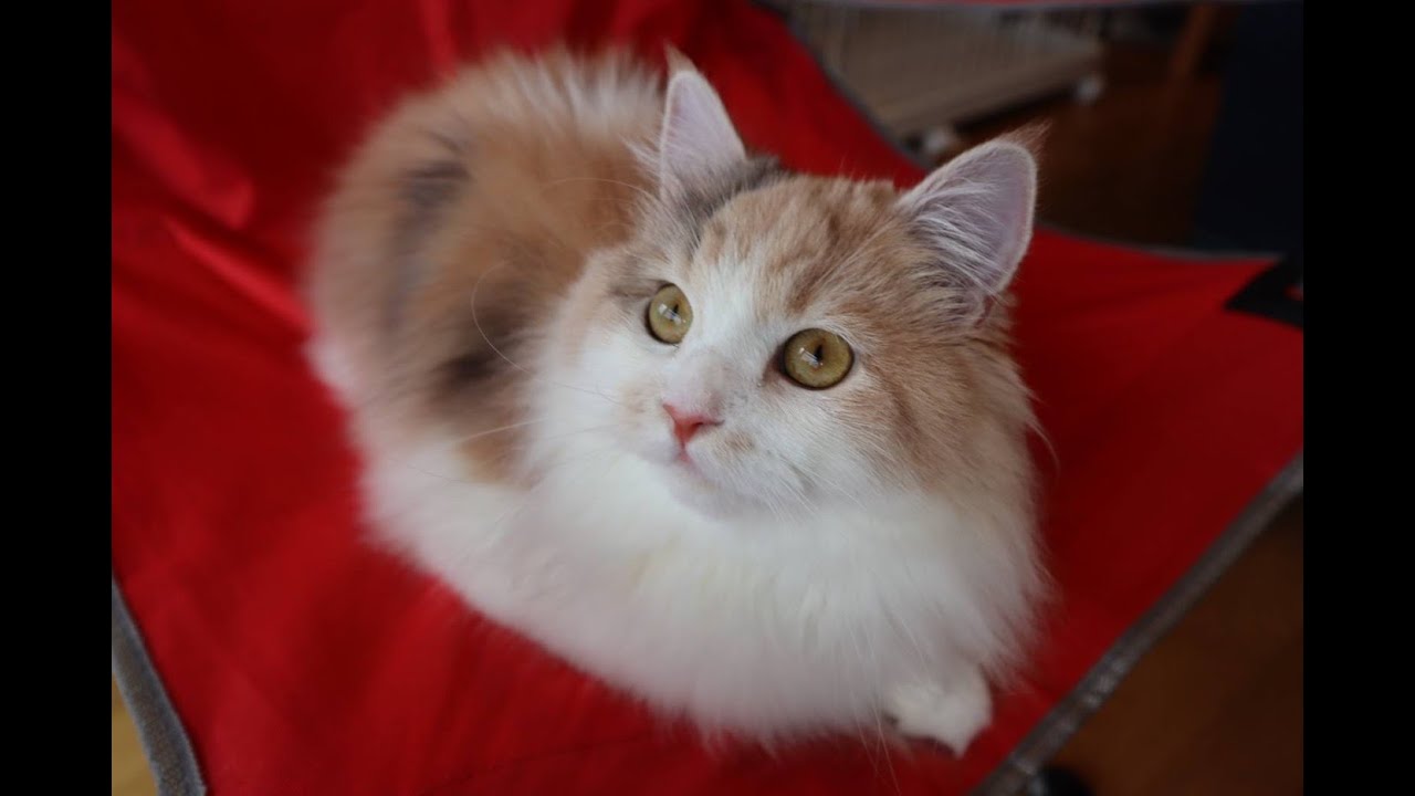 ゴロゴロ言って飼い主をこねるラガマフィン子猫 The Ragamuffin Cat Making Biscuits So Cute Kitten Youtube